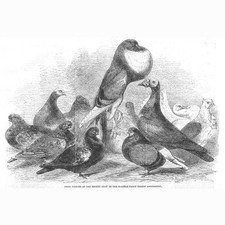Prize pigeons the d'occasion  Expédié en Belgium