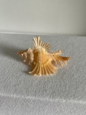 Seashell chicoreus orchidiflor for sale  NEWCASTLE UPON TYNE