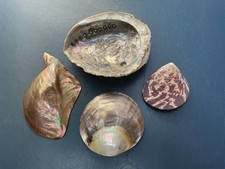 Perlmuttmuscheln abalone meero gebraucht kaufen  München