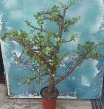 Bonsai dwarf jade for sale  San Marcos