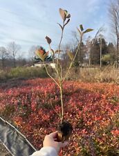 Blueberry plants for sale  Bangor