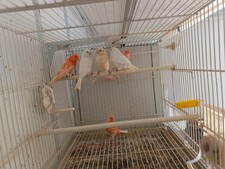 Canarini uccelli usato Canarini uccelli usato  Vignate