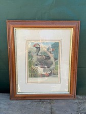 Antique toulouse geese for sale  PRESTON
