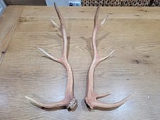 Red deer antlers for sale  EXETER