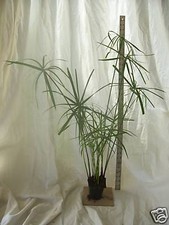 Dwarf umbrella palm for sale  Industry