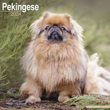 Calendrier 2024 pekinois d'occasion  Troyes