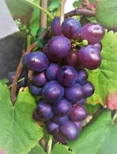 Weinrebe blauer muskateller gebraucht kaufen  Menslage