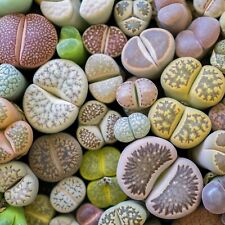 Lithops living stone for sale  GLASGOW