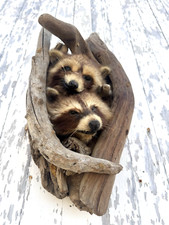 Rare vintage raccoon for sale  Burwell