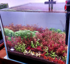 Rare plant nano for sale  SHEFFIELD