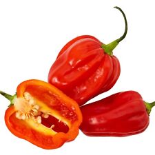 Chilli plants scotch for sale  BANBURY