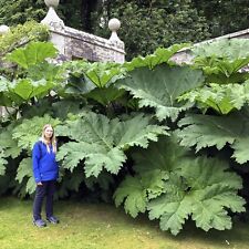 Gunnera manicata seeds for sale  Aspen