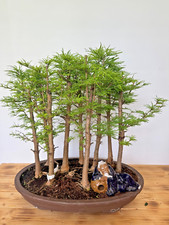 Bonsai goldlärche pseudolarix gebraucht kaufen  Böhl-Iggelheim