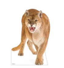 Cougar life size for sale  Salem