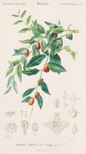 Rhamnées Ziziphus Jujuba data China botânica gravura aço orbigny 1861 comprar usado  Enviando para Brazil