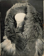 1966 press photo for sale  Memphis
