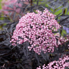 Sambucus nigra cherry gebraucht kaufen  Eslohe (Sauerland)