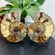 Libbre naturale fossile usato Libbre naturale fossile usato  Spedire a Italy