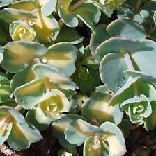Ktober fetthenne sedum gebraucht kaufen  Bad Zwischenahn