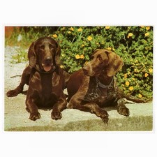 Hunde postkarte deutsch gebraucht kaufen  Backnang