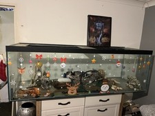 Extra large fish for sale  BIRMINGHAM
