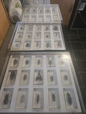 insects resin for sale insects resin for sale  LEEDS