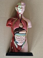 Medical anatomical human for sale  GLASGOW