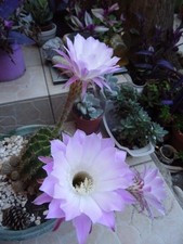 Superbe belle composition d'occasion  Saint-Cyprien