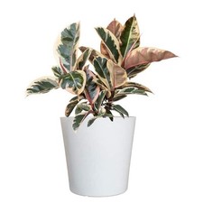 Live ficus elastica for sale  Hialeah