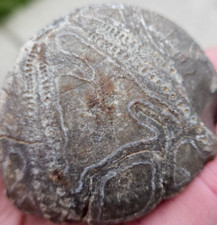 Echinoid fossil 173 for sale  WISHAW