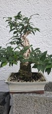 Bonsai japanische winterbeere gebraucht kaufen  Pfaffenhofen a.d.Ilm