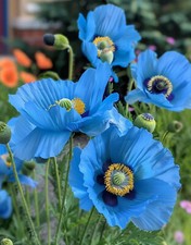 Rare himalayan blue for sale  UK