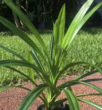 Pandanus amaryllifolius live for sale  Danielson