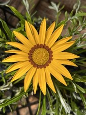 Gazania big kiss for sale  Gate City