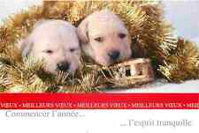 Animaux chiens chiots d'occasion  Fruges