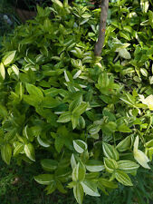 Lot bare root for sale  Atlanta