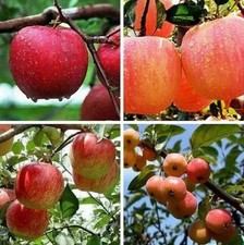 Seeds bonsai apple for sale  Bronx
