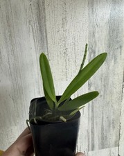 Dyakia hendersoniana miniature for sale  Fairfield