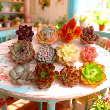 Succulents live plants for sale  Staten Island