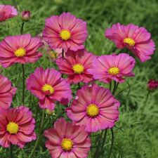 Cosmos xenia seeds for sale  UK