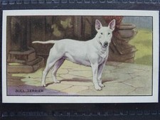 The bull terrier usato  Spedire a Italy