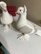 Tumbler pigeons birds for sale  Levittown