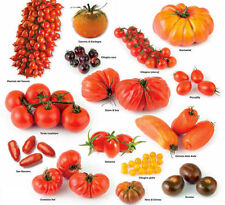 300 semi pomodoro usato  Trappeto