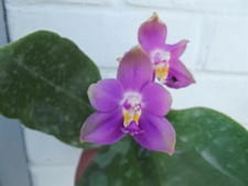 blue orchid plants for sale blue orchid plants for sale HALSTEAD