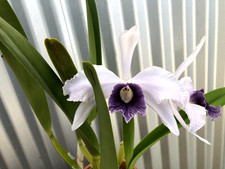 laelia for sale laelia for sale USA