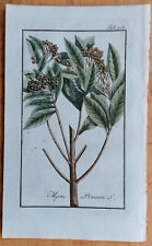 Myrtus pimenta - Plantas medicinais com estampa botânica original por Zorn - 1796, usado comprar usado  Enviando para Brazil