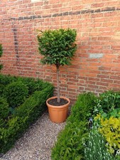 Standard yew cube. for sale  FOLKESTONE