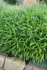 Pleioblastus pumilus bambusgra gebraucht kaufen Pleioblastus pumilus bambusgra gebraucht kaufen  Westerstede