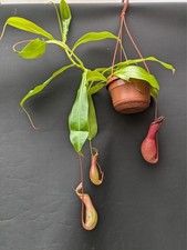 Nepenthes ventrata hanging for sale  TELFORD