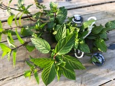 Organic peppermint rooted for sale  Paris
